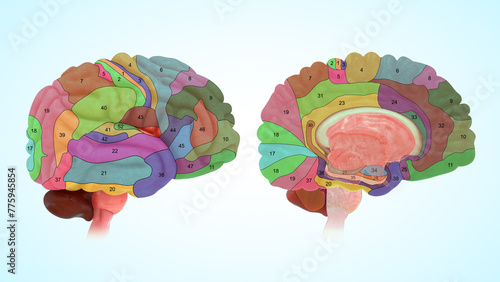 Obraz na płótnie Human organ Brodmann Areas 3d illustration