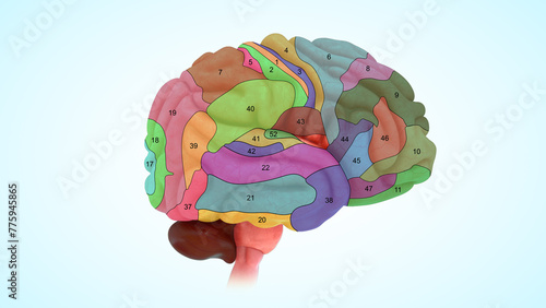 Fotografía Brodmann Areas Of The human Brain 3d illustration