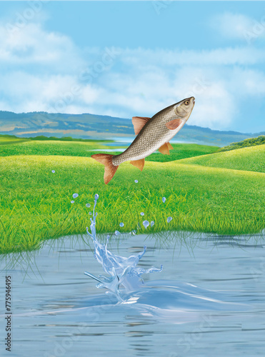 un poisson hotu   qui saut et sort de l'eau avec splash photo