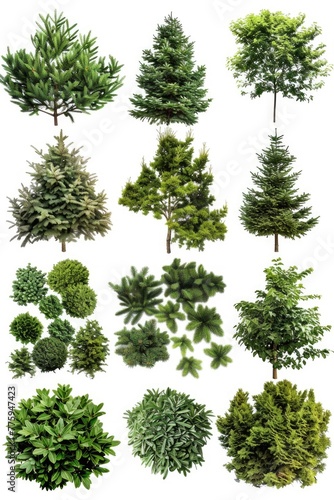 Various types of trees on a plain white background, suitable for a wide range of design projects