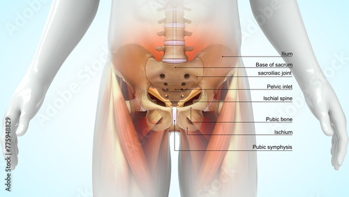 Human Pelvic girdle posterior view 3d illustration