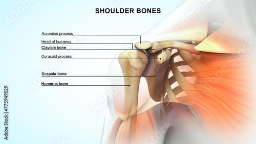 Cuadro en lienzo Human Right shoulder bones 3d illustration