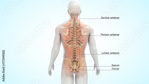 Canvastavla Human Vertebral column bones 3d illustration