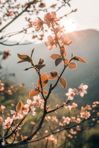 Cherry blossoms against a sunrise backdrop, ideal for nature and springtime themes