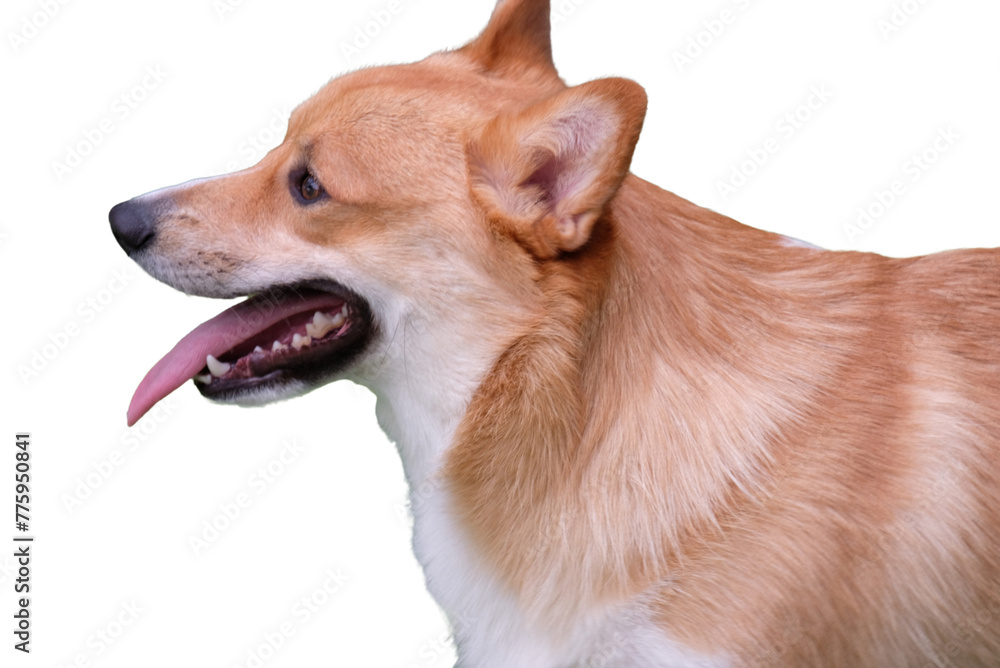Cute dog standing on transparent background. Cute dog standing on transparent background.