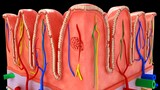 Large intestine wall cross section 3d illustration