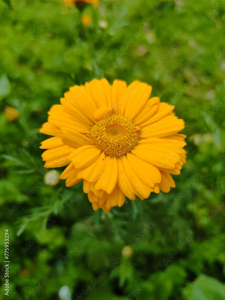 yellow flower in the garden yellow flower in the garden