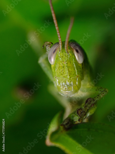 Green Grasshopper sits on a plant leaf 