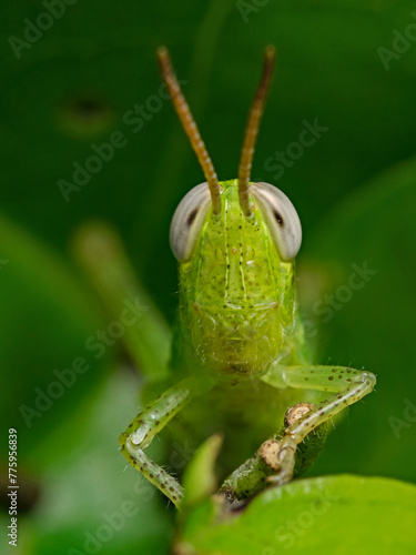 Frontal shot of a green grasshopper