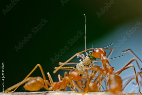 Asian Weaver Ants with prey