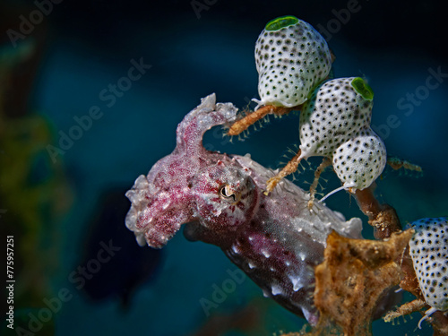 Small Cuttlefish, Sepiiade, Pulau Bangka, Nord Sulawesi, Indonesia