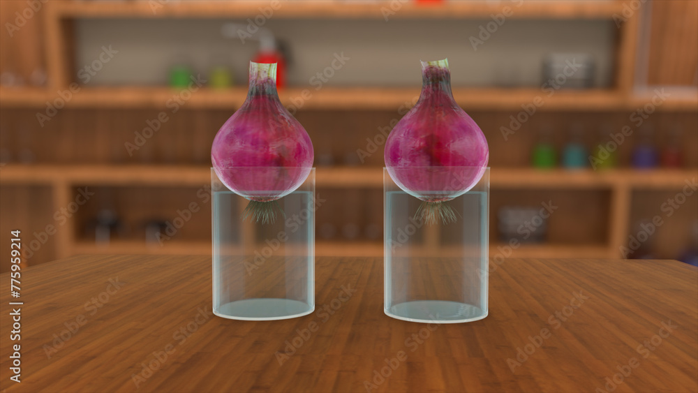 Onion bulb experiment Two onions with roots placed on water jars 3d