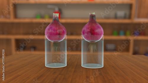 Onion bulb experiment Two onions with roots placed on water jars 3d illustration 