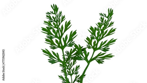 Daucus carota plant isolated in white background 3d illustration