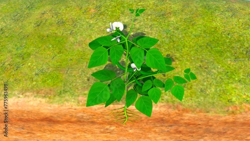 Dolichos plant on ground 3d Illustration photo