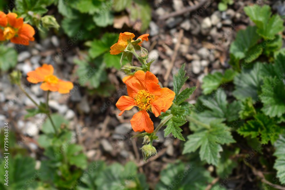 Orange avens flowers