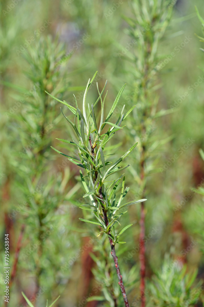 Rosemary-leaved willow leaves Rosemary-leaved willow leaves
