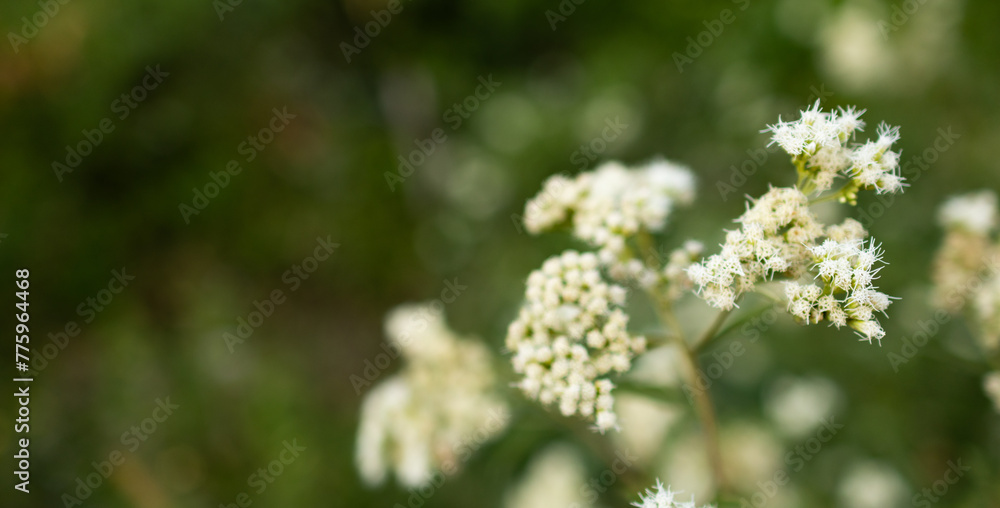 Out of focus green meadow background with light wildflowers in foreground. Copy space