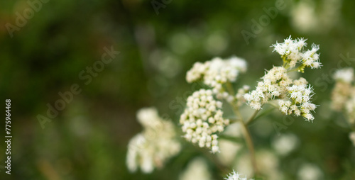 Out of focus green meadow background with light wildflowers in foreground. Copy space