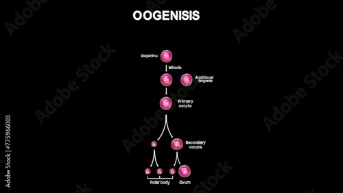 Oogenesis process in sperm cell 3d illustration photo