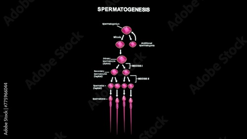 Spermatogenesis process in sperm cell 3d illustration photo