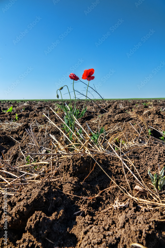 Ruderal vegetation. Poppies are like field weed (agrestal) in agricultural fields. Redweed (Papaver rhoeas) on edge of field, spring tillage - obrazy, fototapety, plakaty 