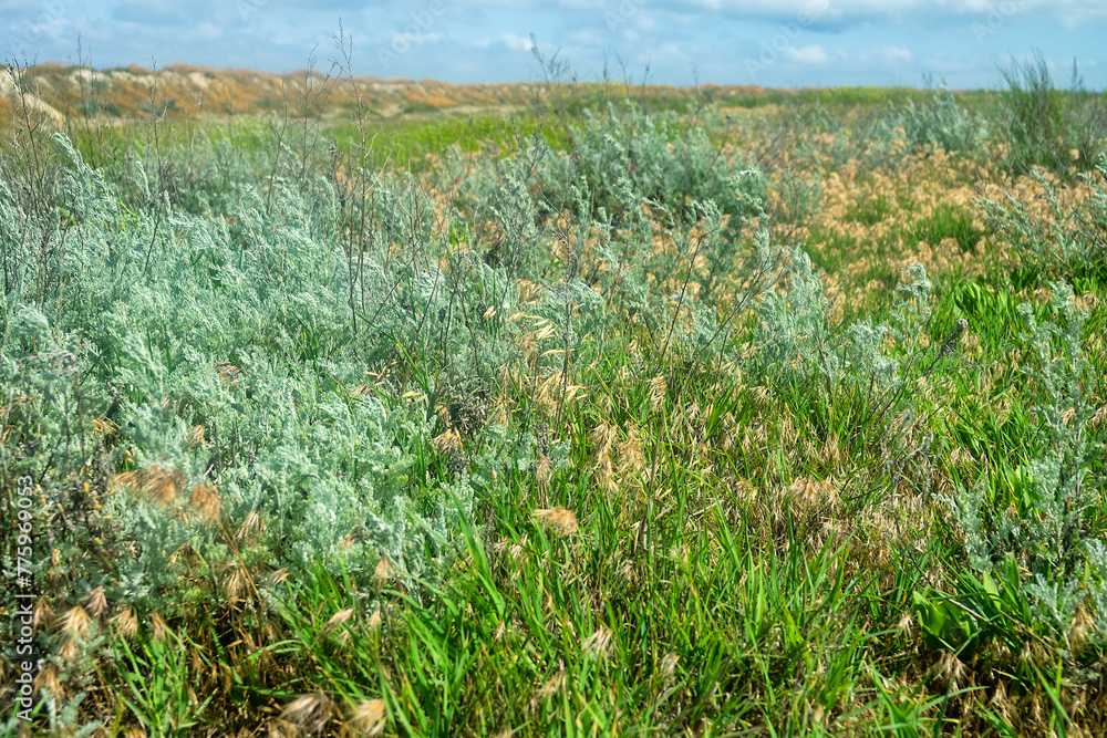 Low vegetated dune on hypersalted lake Sivash, Arabatskaya strelka ...