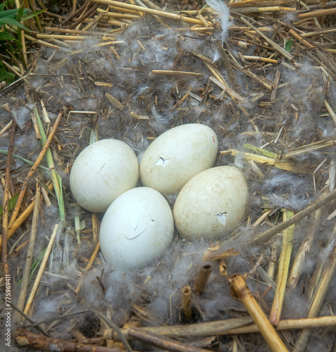 Greylag goose eggs have hatched photo