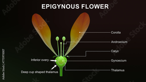 Epigynous flowers labelled 3d illustration photo