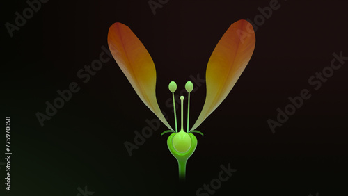 Obraz na plátně Epigenous flowers labelled 3d illustration