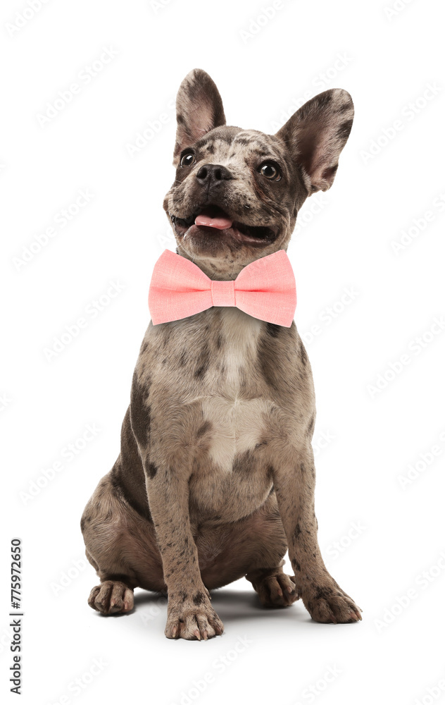 Cute French Bulldog with pink bow tie on white background Cute French Bulldog with pink bow tie on white background