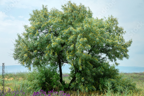 Russian olive (Elaeagnus angustifolia angustifolia) blooms in North Black Sea shore, vegetated dune. Crimea arid steppe zone. Honey-scented golden flower and silver color leaves photo