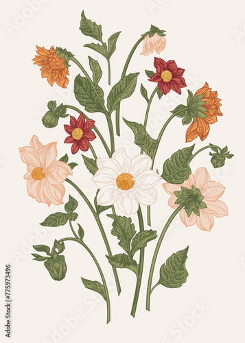 Set with dahlia flowers. Vector botanical illustration. Summer and autumn plants. Colorful