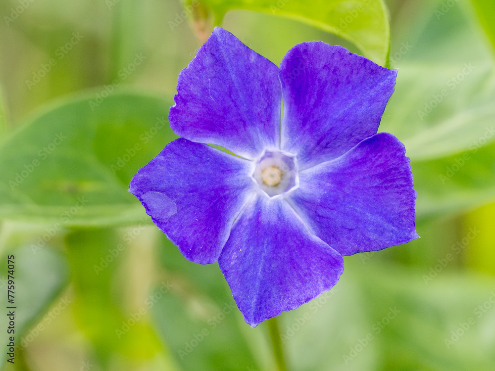 large periwinkle in bloom by the side of a path