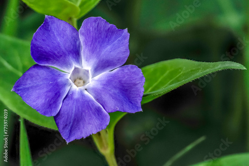 large periwinkle in bloom by the side of a path