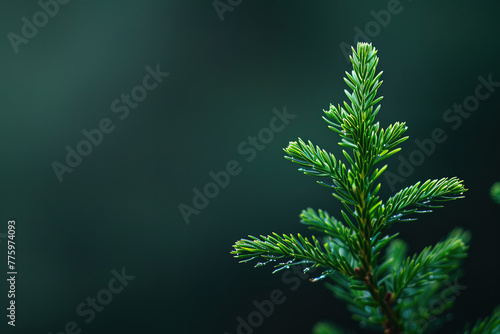 fineart of minimalistic macro of a part of a plant with background, with empty copy space