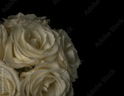 white rose on black background © Amber