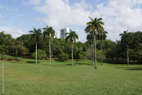 Palmen und Rasenfläche im Park Omar in Panama Stadt