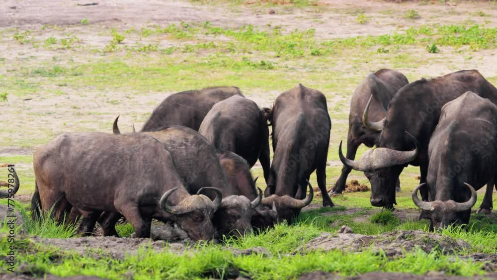 A big herd of African cape buffaloes drinking water from a Waterhole in Chobe National Park, Botswana, South Africa. A big herd of African cape buffaloes drinking water from a Waterhole in Chobe National Park, Botswana, South Africa.