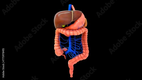 Hepatic portal vein connects to all organs 3d illustration