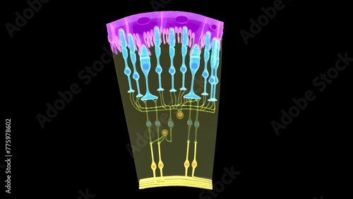 Eye retina roads and con cells 3d illustration