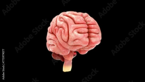 Anatomy of Brain sulci and gyri 3d rendered video clip photo