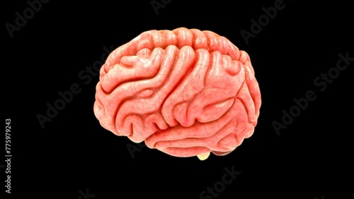 Brain lobes isolated in black background 3d illustration