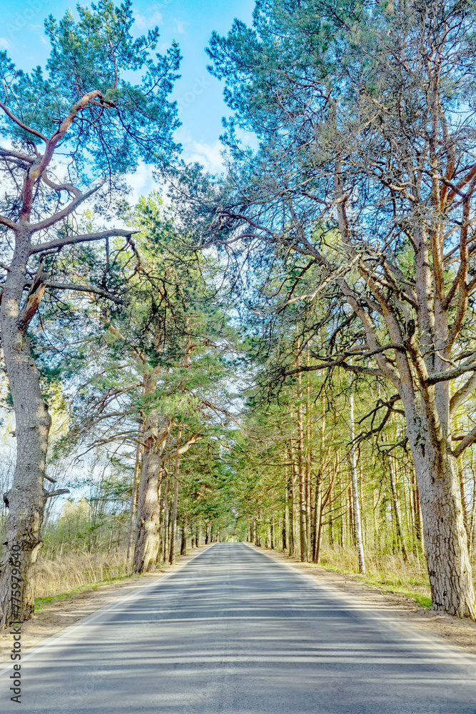 The highway is surrounded by century-old pine trees. Road alley The highway is surrounded by century-old pine trees. Road alley