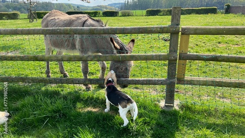 kleiner Beagle trifft Esel photo