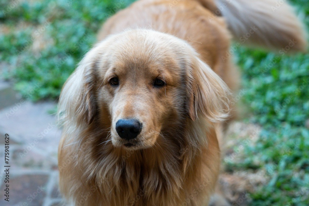 Obraz premium Cute and fluffy golden retriever dog looking at the camera outdoors