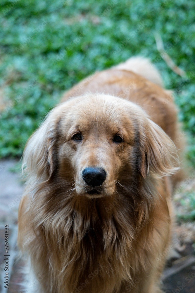 Vertical shot of a cute and fluffy golden retriever dog looking at the camera outdoors