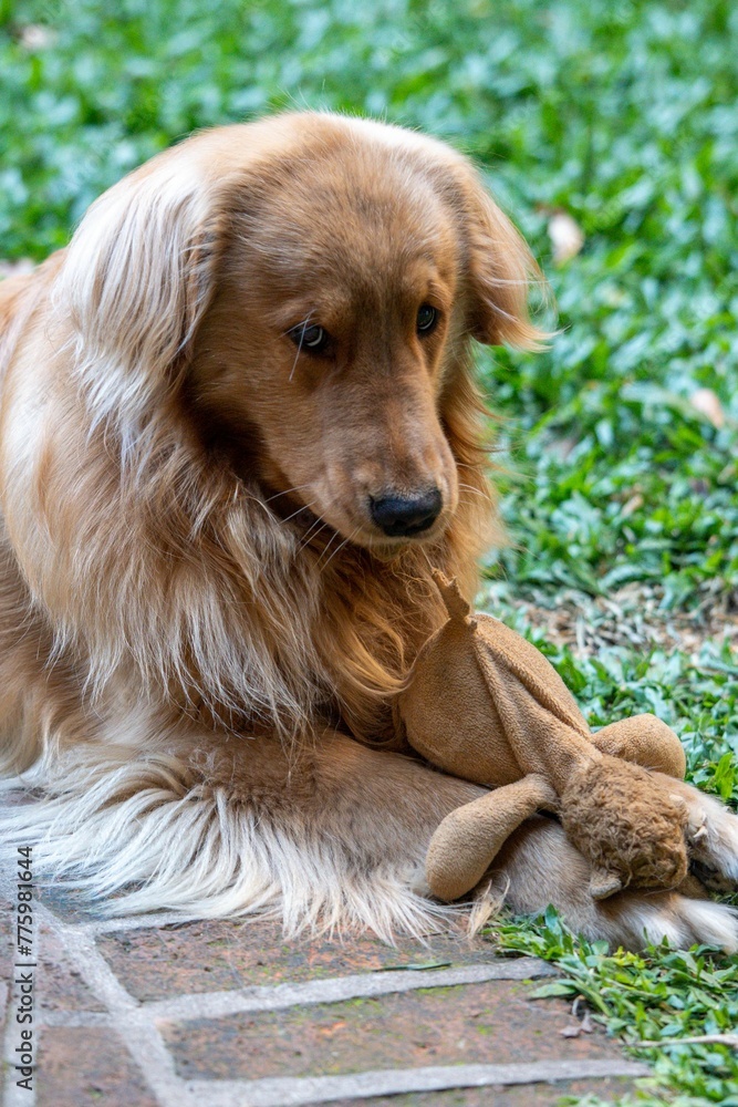 Vertical shot of a cute and fluffy golden retriever dog playing with a stuffed animal