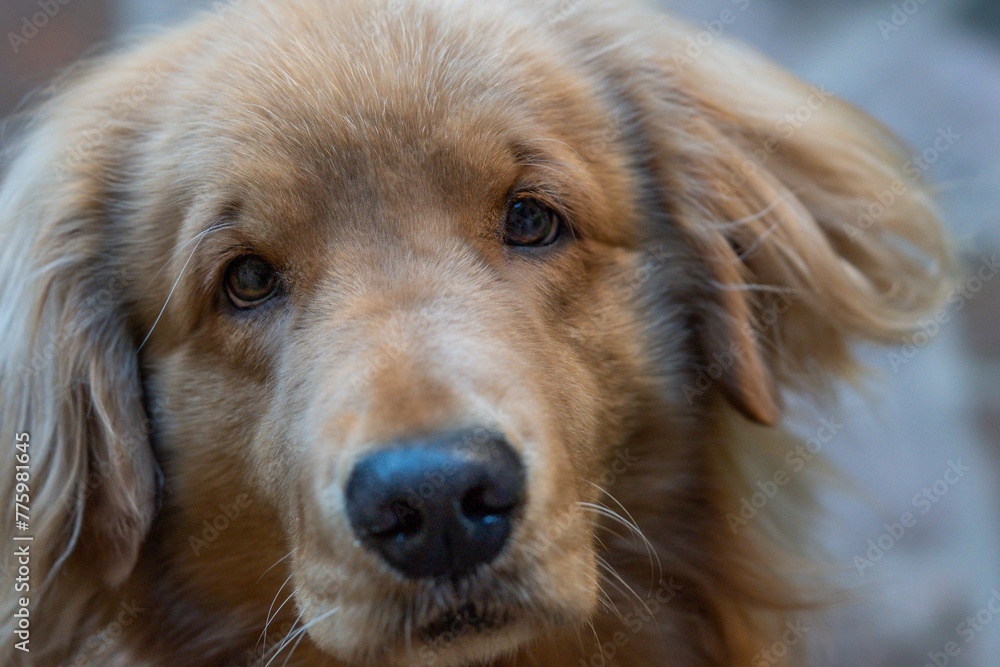 Closeup shot of a cute and fluffy golden retriever dog looking at the camera