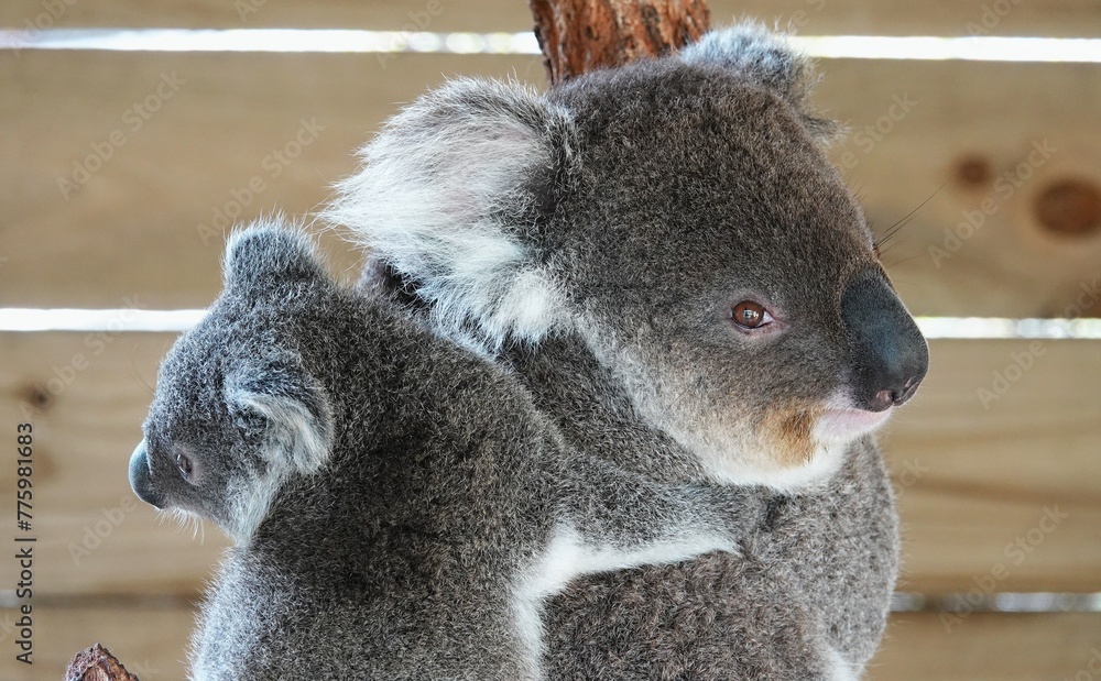 Obraz premium Koala bear in Australia, very cute animal